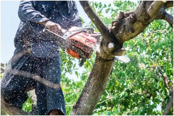 tree services Heidelberg